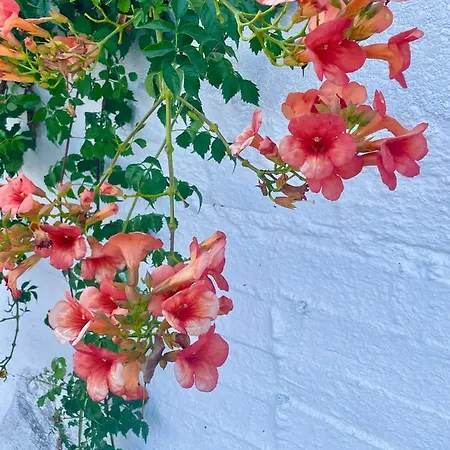 Euphoria And * Sidari (Corfu)